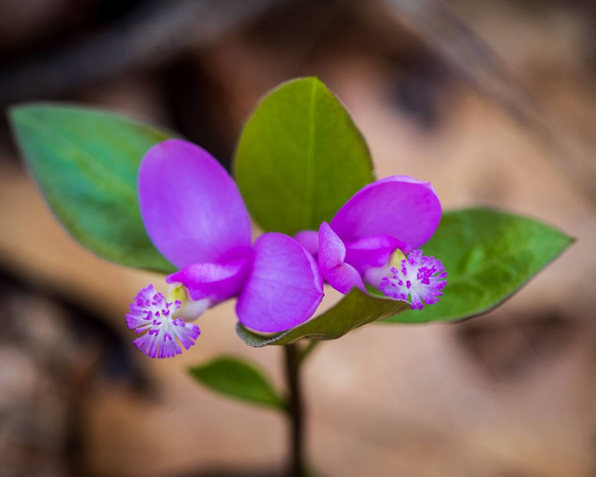 Spivey Gap Wildflowers